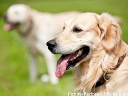 Matrix-Inform für Tiere