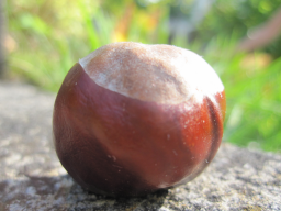 Webinar: Neumond Meditation