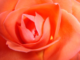 Webinar: Webinar Reihe: Die Rose duftet noch... Satsang und Heilkreis für Frauen mit Nabhya