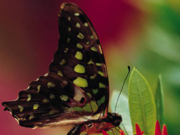Webinar: SATSANG mit Nicole