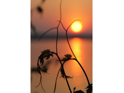 Webinar: Reiki - Meditations - Reise