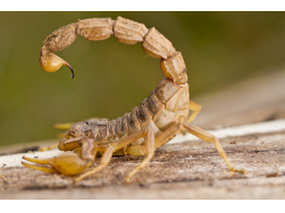 Webinar: Jahresserie Astromedizin-8-Skorpion