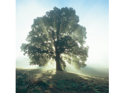 Webinar: Baum - Meditation