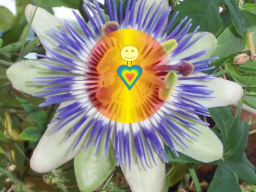 Webinar: Geh in Resonanz mit der allumfassenden Liebe und erkenne die heilende Wirkung