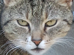 Webinar: TIERKOMMUNIKATION - TIERISCH GUTE BEZIEHUNGEN