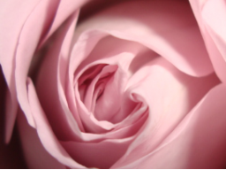 Webinar: Was ist Selbstliebe- Satsang mit Nabhya