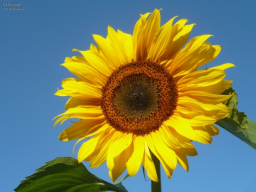 Webinar: Die Sonnenblume und Ihre Aura