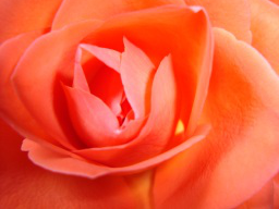 Webinar: Satsang und Heilkreis für Frauen mit Nabhya "Die Rose duftet ": Lust und Leidenschaft