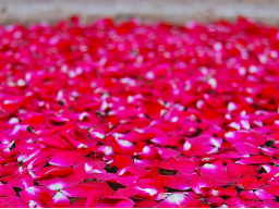 Webinar: Liebe in unser Herz bringen