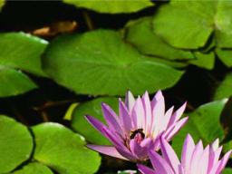 Webinar: Meditation mit Mutter Maria