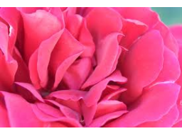 Webinar: ICH BIN ROSA