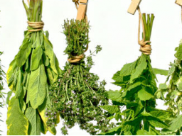 Webinar: Gesund bleiben - Immunsystem verstehen und aufbauen