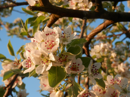 Webinar: Gesund und glücklich mit der Frühlings und Osterkraft