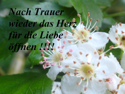 Webinar: Einzelberatung !!!Spagyrische Essenzen zur Herzöffnung nach Trauer/Verlust