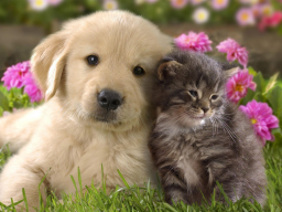 Webinar: Einzelberatung - Tiere finden - Selbstheilung aktivieren