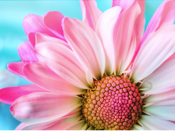 Webinar: Field of Love Meditation