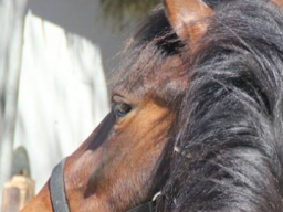 Webinar: Ahnenritual für Pferde
