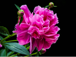 Nachtheilsitzung Lichtkosmetik und Verjüngung Sirius-System