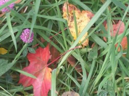 Webinar: Was bringt der Herbst neues mit sich? Mit Video