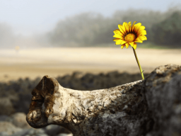 *NEU* -  Unzerbrechliche Hoffnung Genesis Codex (Verankerung unbesiegbarer Hoffnung) - Fernausbildung!
