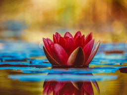 Webinar: AUSBILDUNG/COACHING: DIVINE FACIAL TOUCH - ENERGETIKER(IN) Schönheit pur - Fern-Ausbildung!