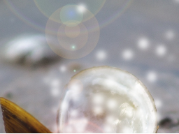 Webinar: dein Seelenstern deine Bestimmung 45Min EinzelCoaching