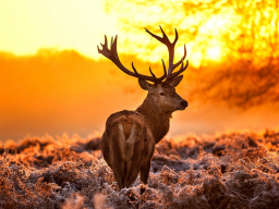 Webinar: Adventskalender - Avalon das Licht des Arthurs