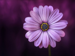 INITIATION/EINBETTUNG: GLOBALER VERJÜNGUNGS-CODE (nach Natara) - HOHE INTENSITÄT!