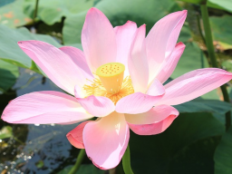 Webinar: Hawaii* Huna Reiki+Aloha Reiki* 2 Ferneinweihungen