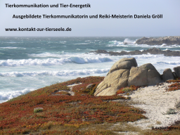 Webinar: Reise durch die Chakren
