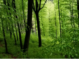 Webinar: Fantasiereise Lebenskraft des Baumes