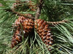 Webinar: PPFLANZENHELFER - PINON-PINE - JETZT DIE KRAFT ZUM DURCHHALTEN AKTIV NUTZEN