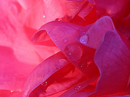 Webinar: Freyjas zauberhafter Rosenregen, empfange den Segen der Weiblichkeit