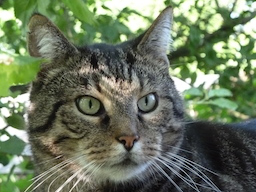 Webinar: Morphisches Feld Lesen :: 30 Minuten Tierkommunikation :: Einzelsitzung