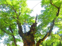 Webinar: Lebensbaum Meditation mit Senkrechter Atmung & Bewusstseinsimpuls