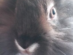 Webinar: Tierkommunikation