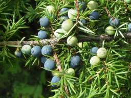Webinar: AROMATHERAPIE-ZEREMONIE - REINIGUNGS- UND SALBUNGSKRAFT DES WACHOLDERS