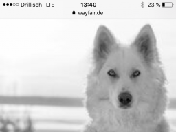 Webinar: Schamanische Heilweisen