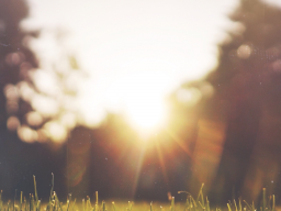 Webinar: NEU - Lesen im Morphischen Feld - EINZELCOACHING
