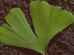 Webinar: Plantas medicinales del elemento tierra - ASTROMEDICINA SEGÚN PARACELSO