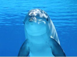 Webinar: Empfange die heiligen Klänge der Delfine