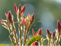 Webinar: Achtsamkeit im Alltag