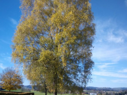 Webinar: Heilarbeit - Blasenbeschwerden - lindern oder heilen -
