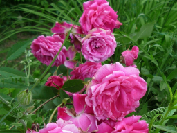 Übertragung der Heilenergie und der Heilkraft der Apothekerrose (Rosa gallica), OFFLINE Übertragung der Heilenergie und der Heilkraft der Apothekerrose (Rosa gallica), OFFLINE