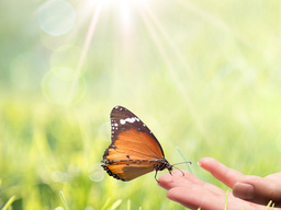 Webinar: Fernheilung/ remote healing mit amazinGRACE (R)