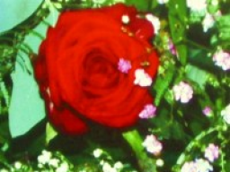 Webinar: Hat eure Liebe eine Chance? Kostenfreier Einzeltermin