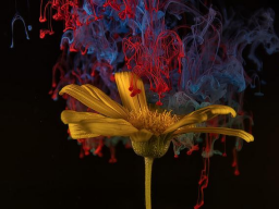 Webinar: BRANDNEU! NUR WUJUD - Starke-Java-Energie - 4 Ferneinweihungen - Manifestation/Lebensverbesserung - SpEcIaL