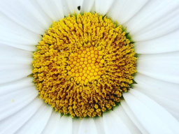Webinar: Life Coaching