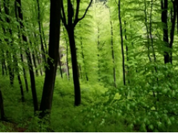 Webinar: Fantasiereise Lebenskraft des Baumes