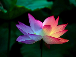 Webinar: AUSBILDUNG/COACHING: AKTIVIERUNG ZUM(R) AVATAR-CHAKREN FREQUENZ-HEILER(IN)